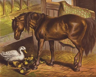 Pony